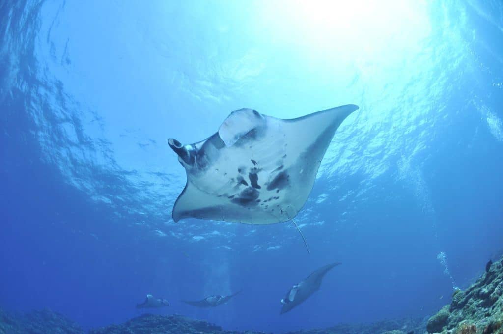 Manta Rays Okinawa