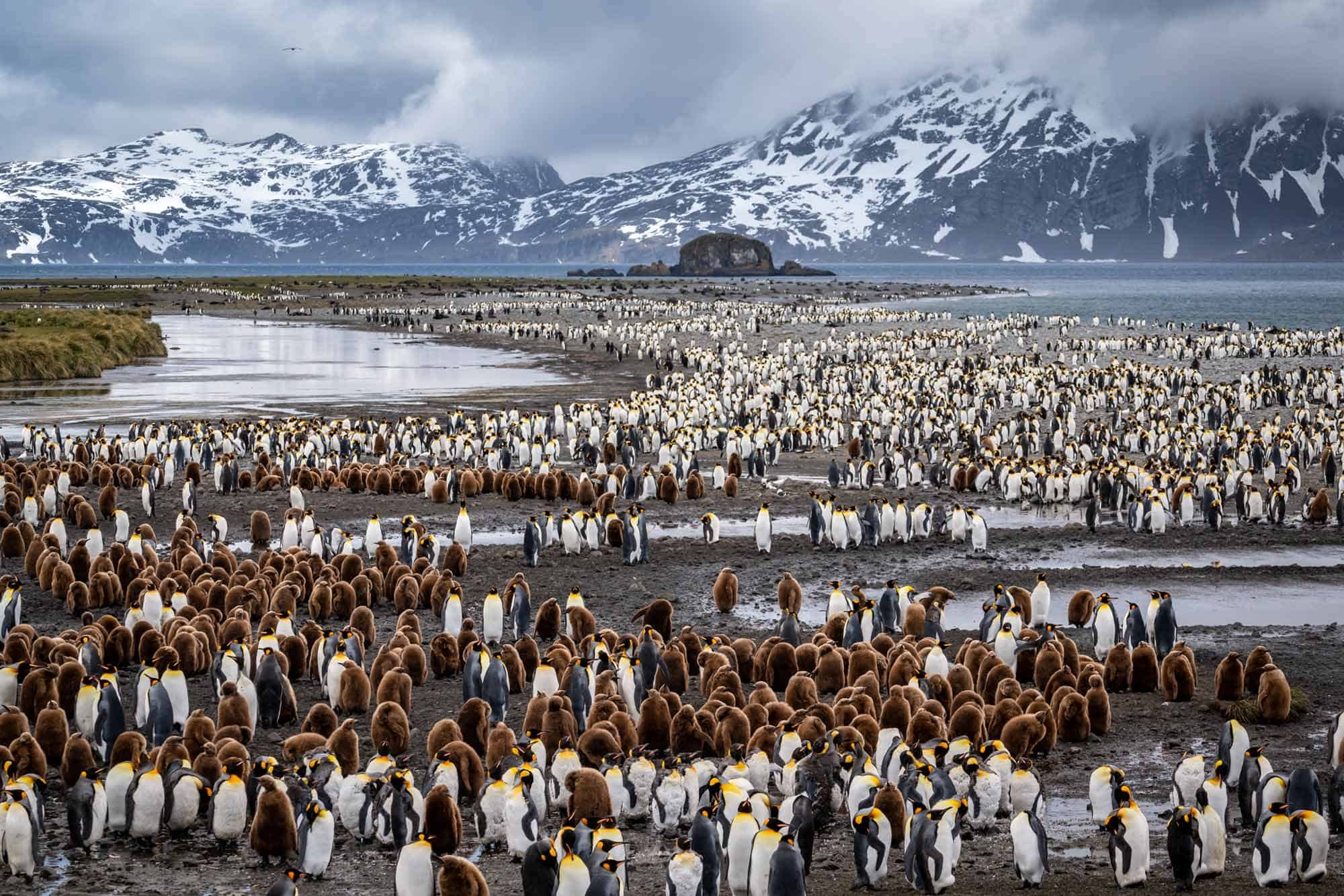 south georgia island tours