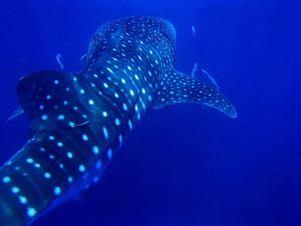 Things To Do In Okinawa Whale Sharks