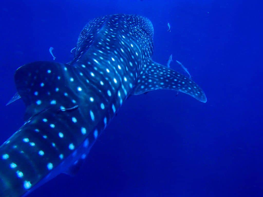 From diving amongst sharks to sailing through a chain of islands to relaxing on a beach xx Epic Things to Do inwards Okinawa, Nippon (2019 Edition)