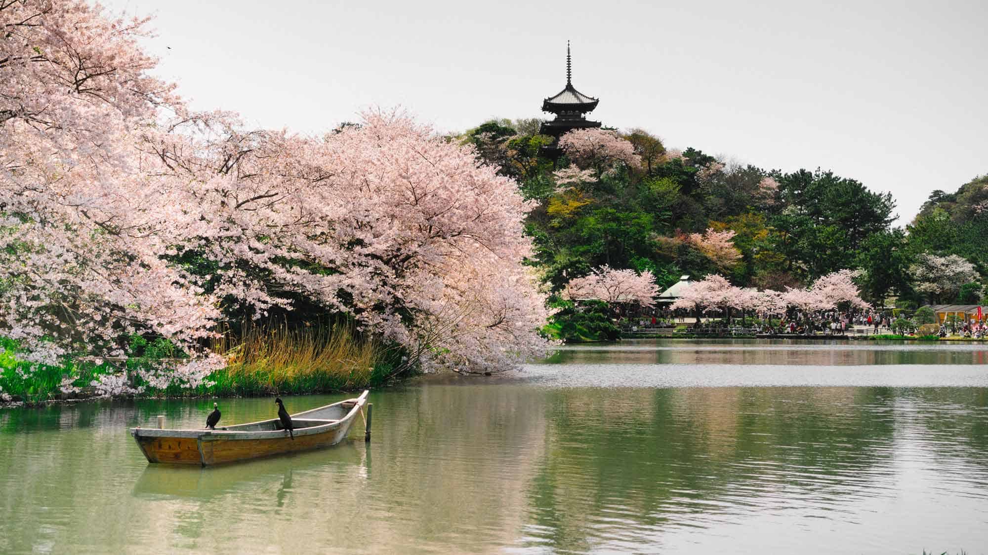 to aid you lot brand the most of your adjacent opor-garai to these fascinating metropolis 20 Awesome Things to Do inwards Yokohama, Nihon (2019 Edition)