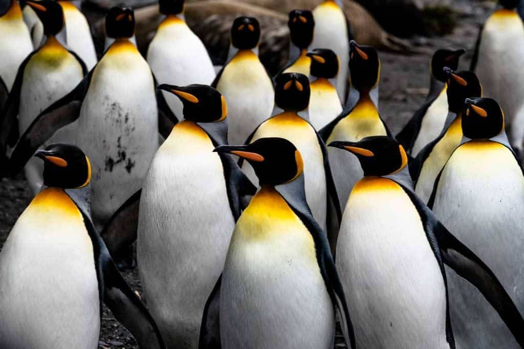 King Penguins South Georgia Island