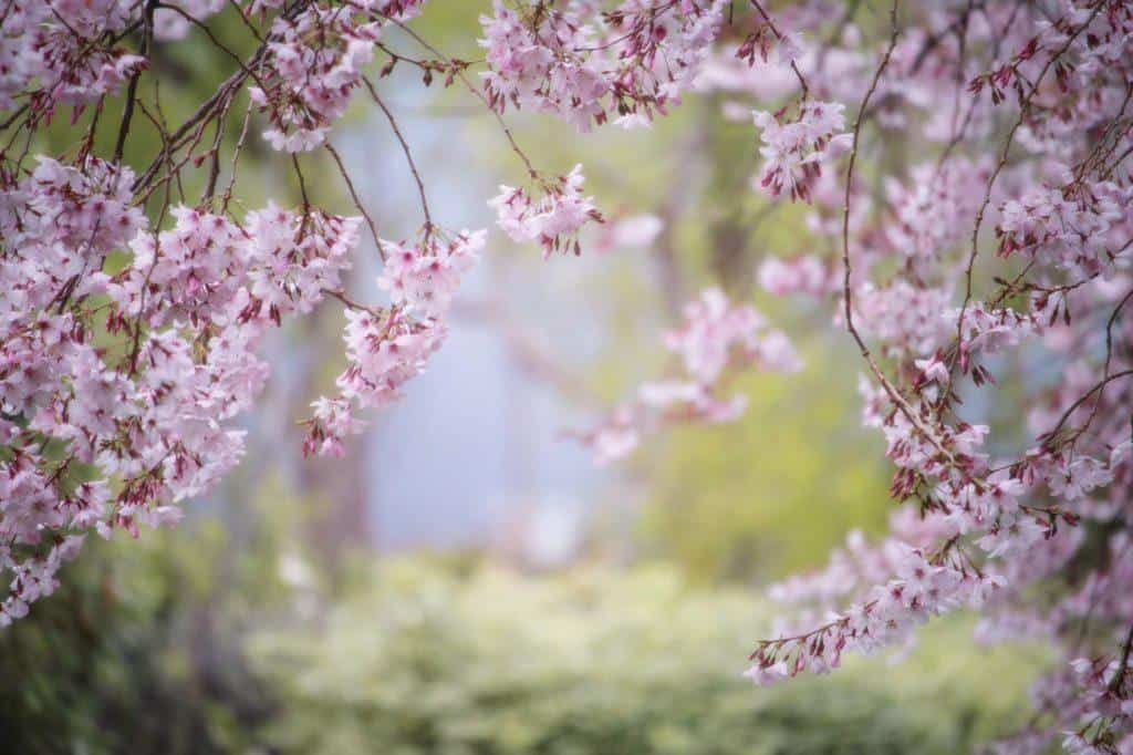 Cherry Blossoms Nara Japan