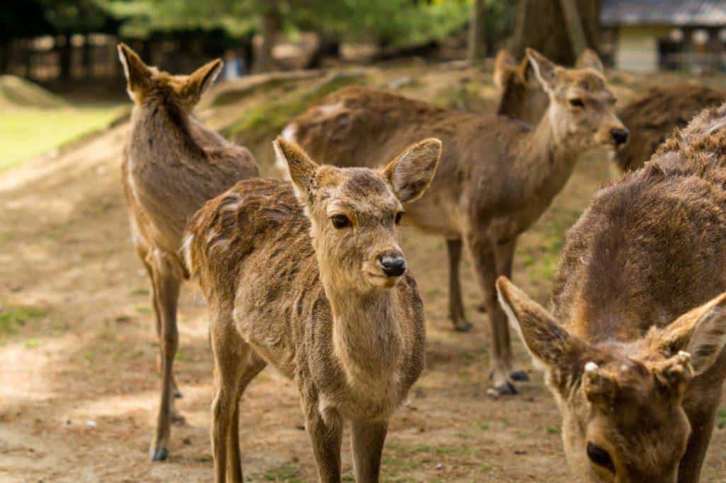 What To Do In Nara Japan Deer