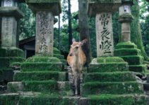 18 Amazing Things to Do in NARA, Japan (2022 Edition)