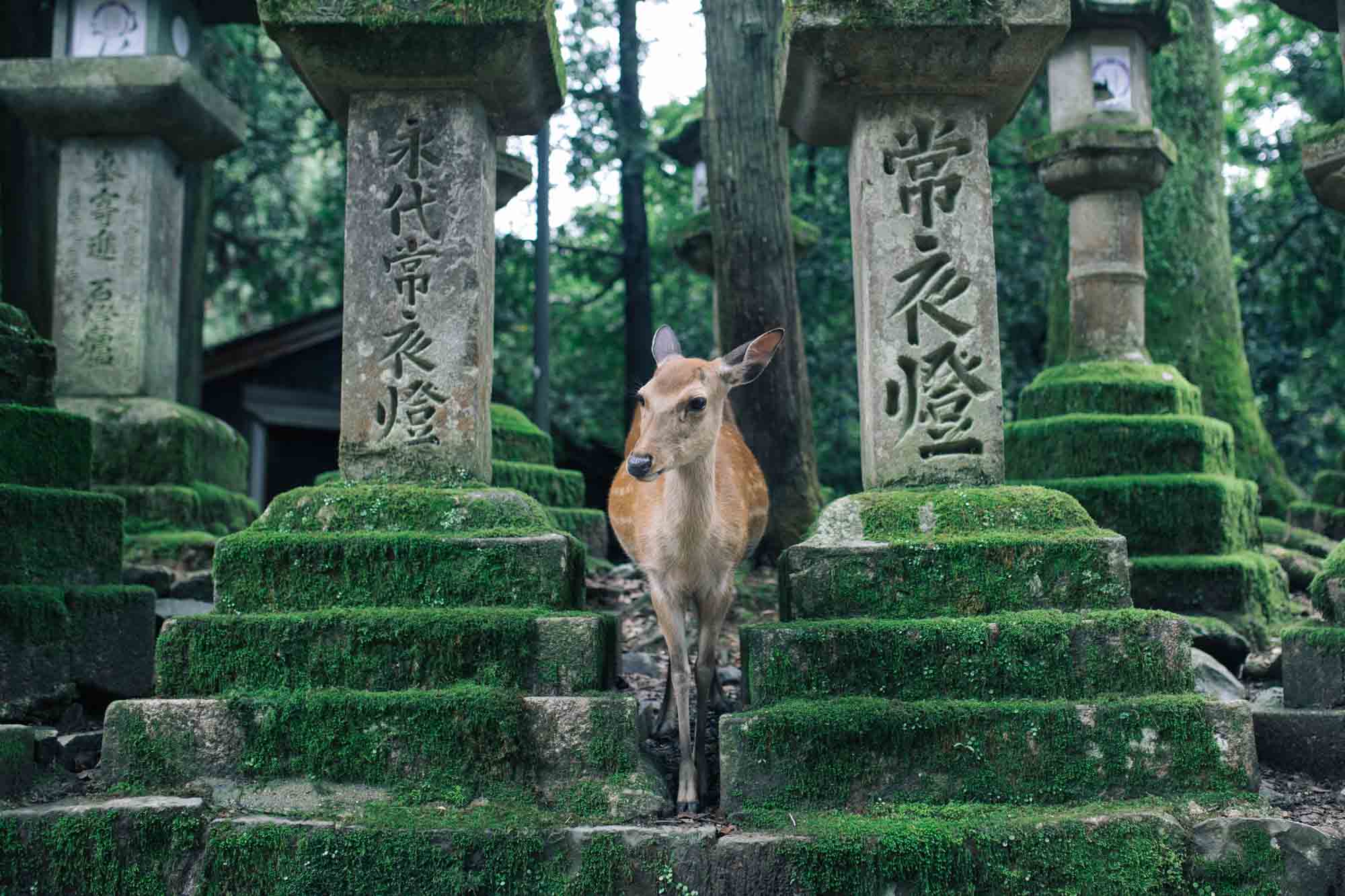 Things To Do In Nara Japan