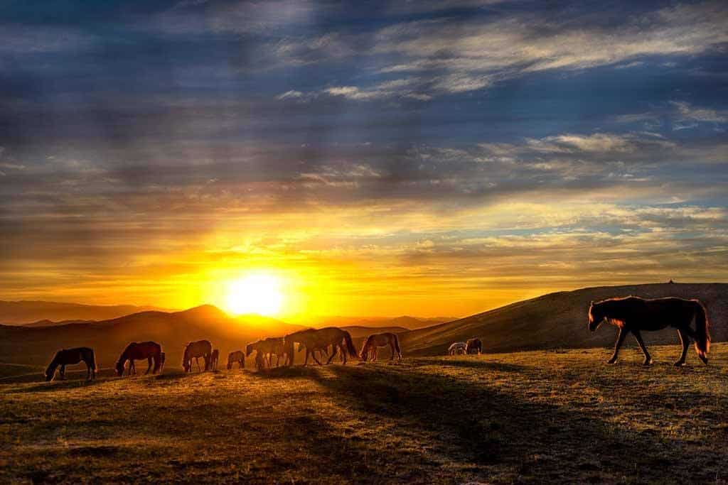 Horses Sunset