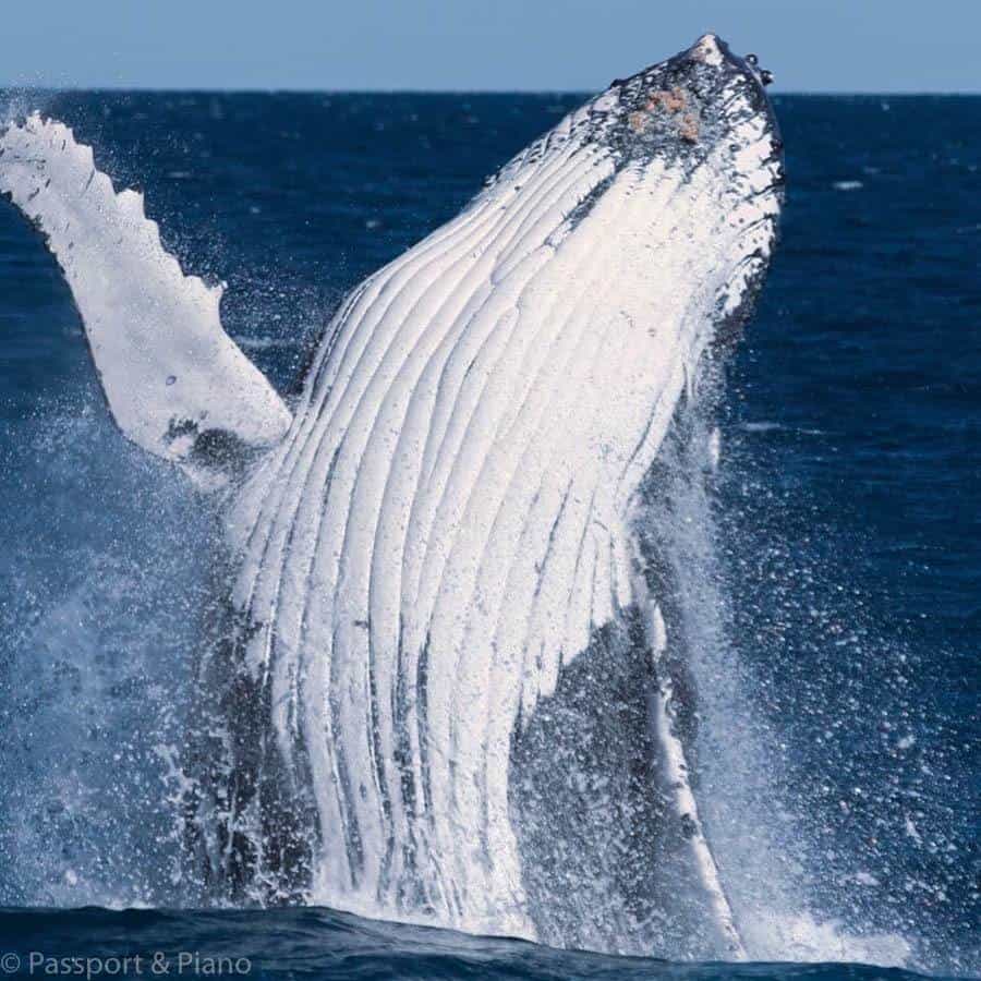 Things To Do In Hervey Bay Whale Watching