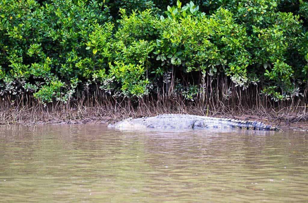 Crocodile Things To Do In Queensland