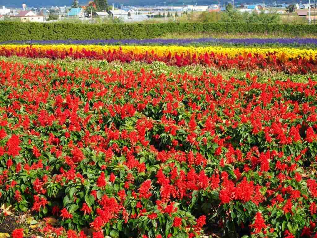 Flowers At Farm Tomita