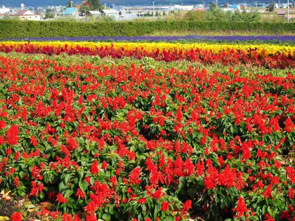 Flowers At Farm Tomita 