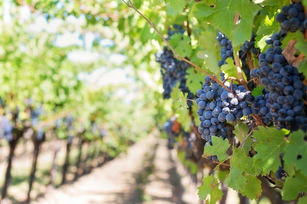 Vineyards Outside Adelaide