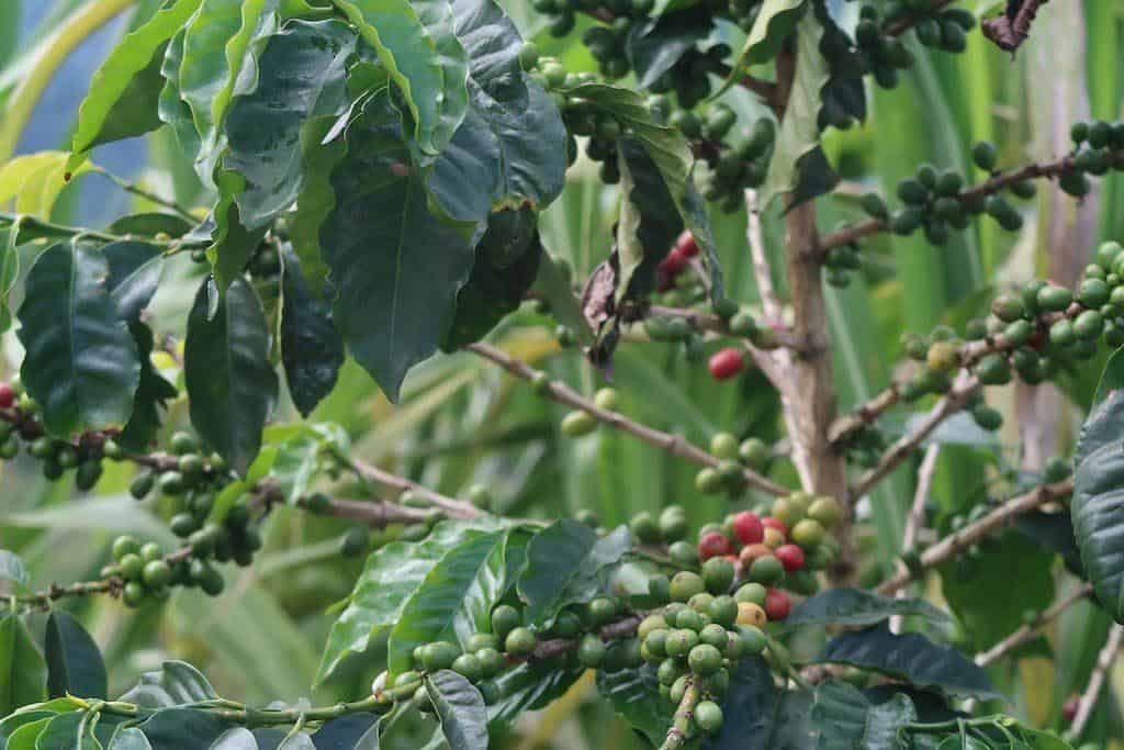 Coffee Tree In Colombia Coffee Region