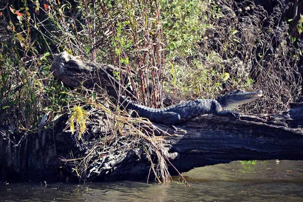 Swamps Outside New Orleans