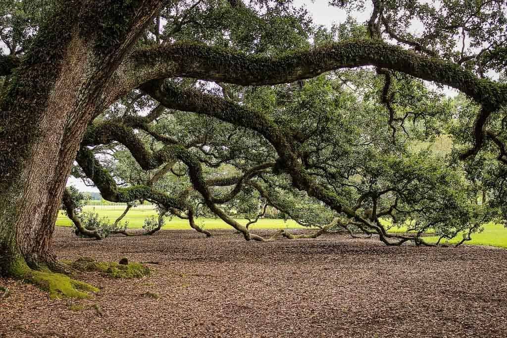 Live Oaks New Orleans