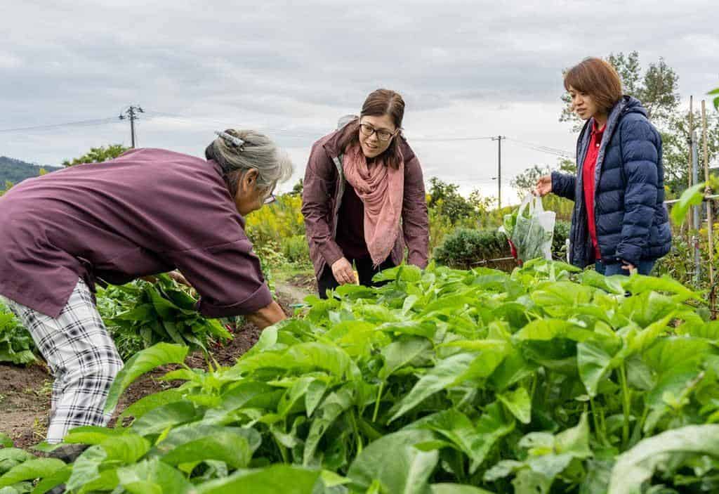 Collecting Vegetables In Garden