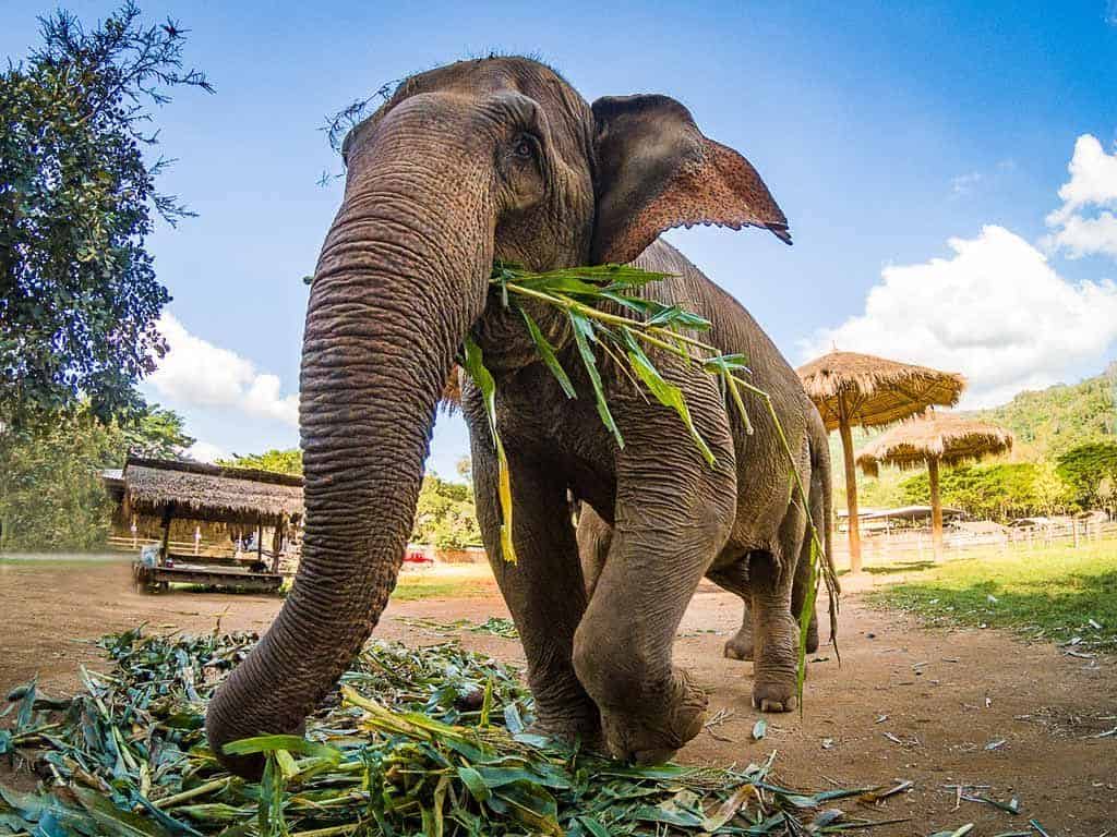 Elephant Nature Park