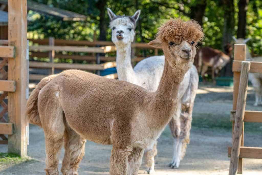 Yamakoshi Alpaca Farm