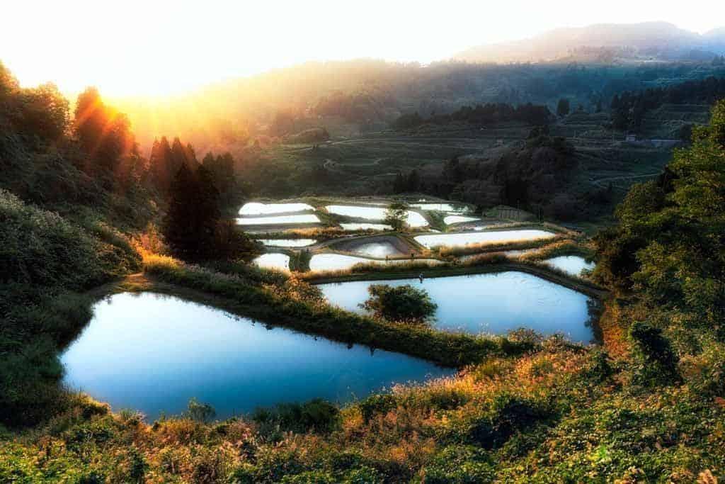 Yamakoshi Rice Field Sunset