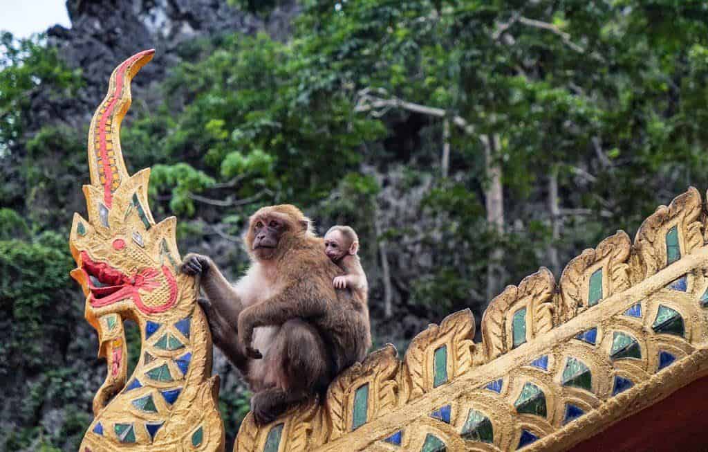 Monkeys In Chiang Rai