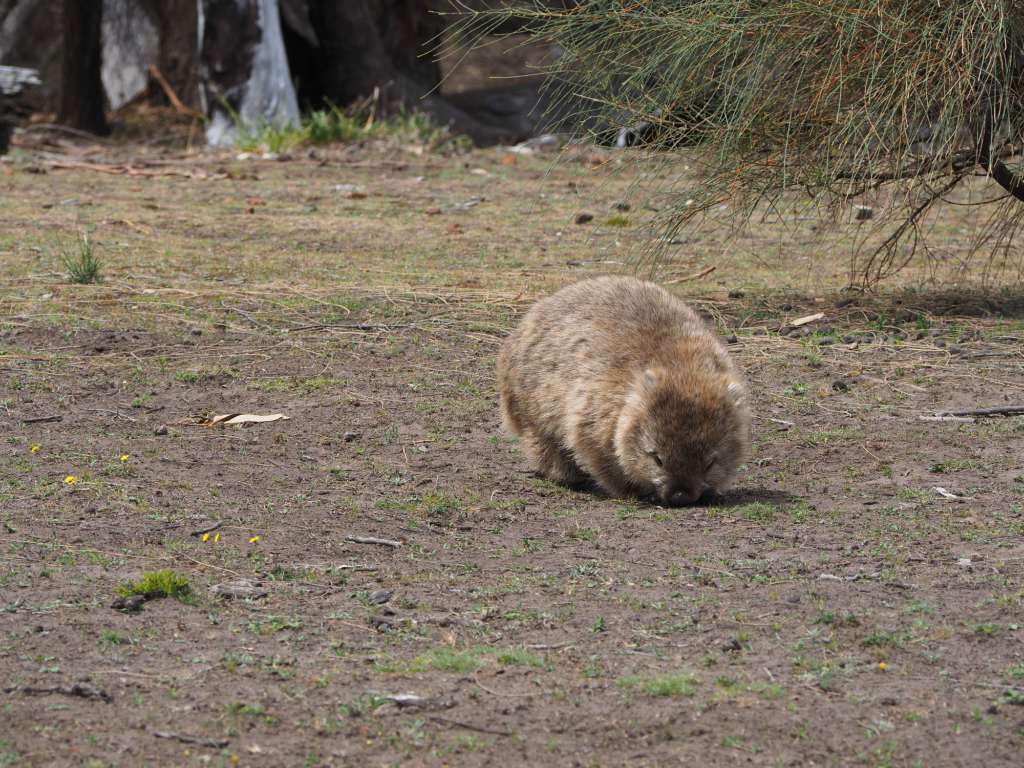 Wombat Maria Island