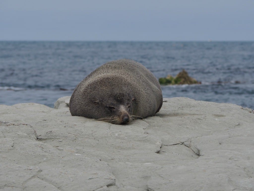 Kaikoura-New-Zealand