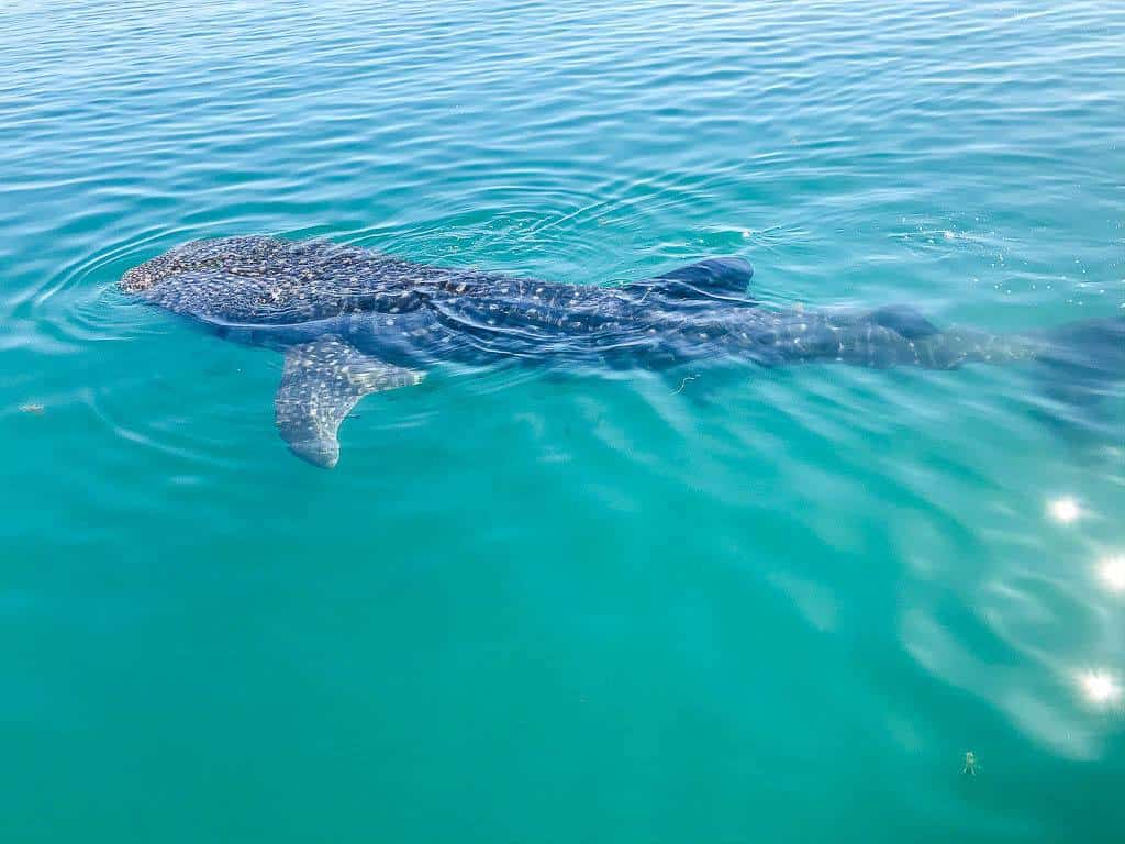 Whale Sharks In La Paz