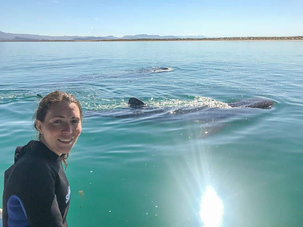 Whale Sharks In La Paz
