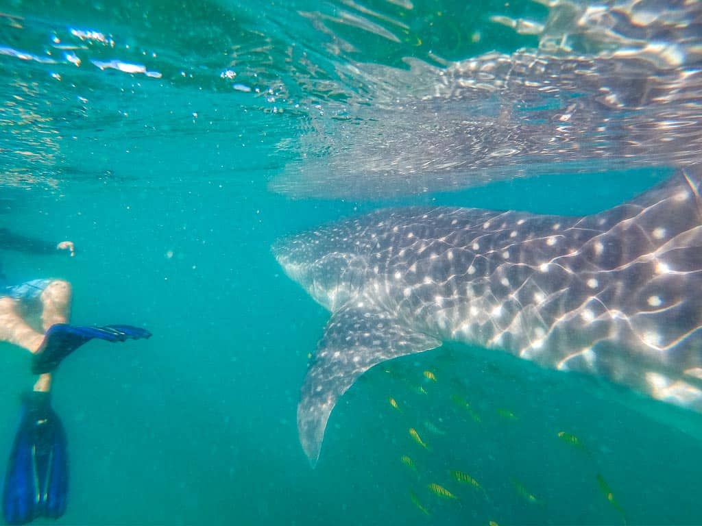 Swimming With Whale Sharks In La Paz, Mexico