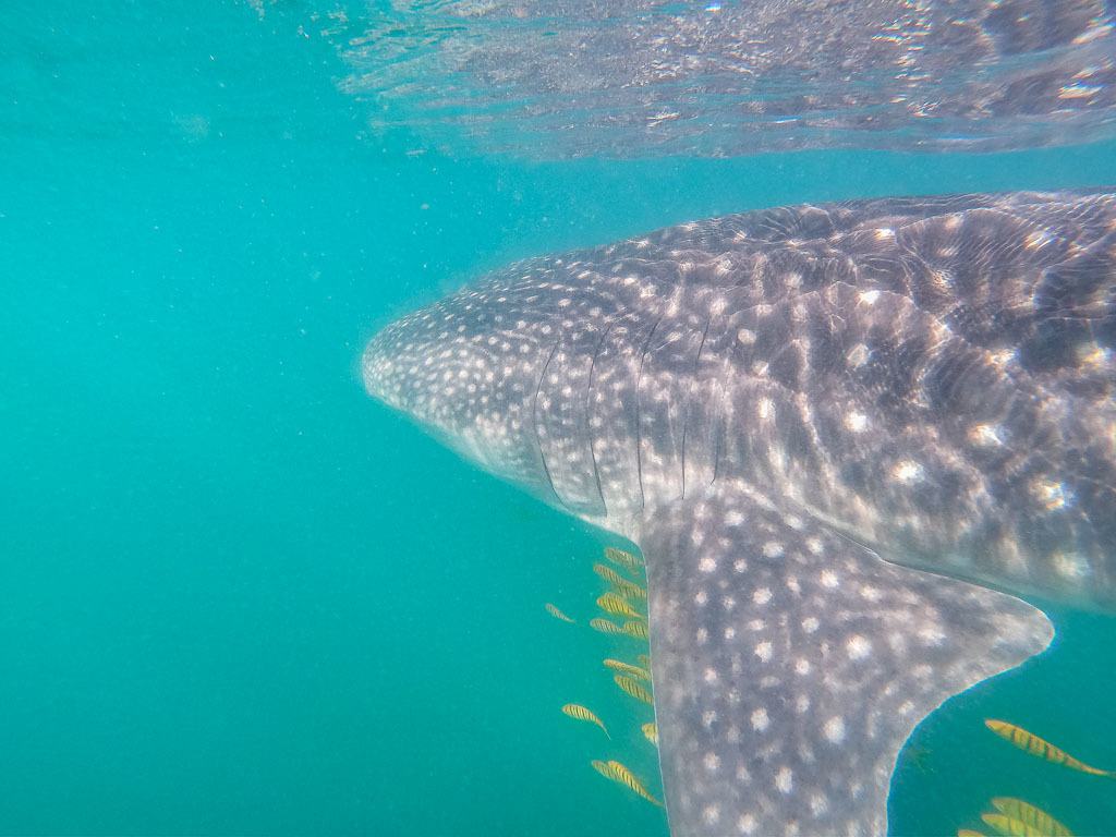 Whale Shark Swimming With Fish
