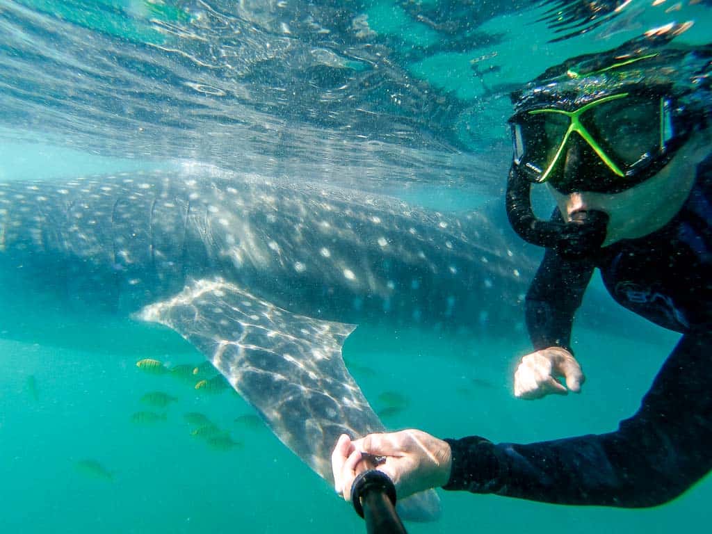 Swimming With Whale Sharks In La Paz