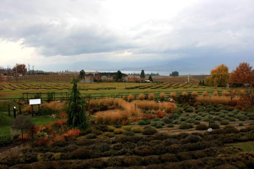 Kelowna Lavender Farm