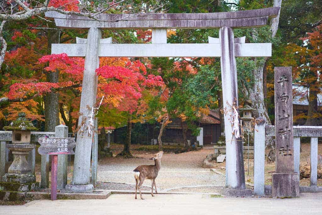 Nara Deer