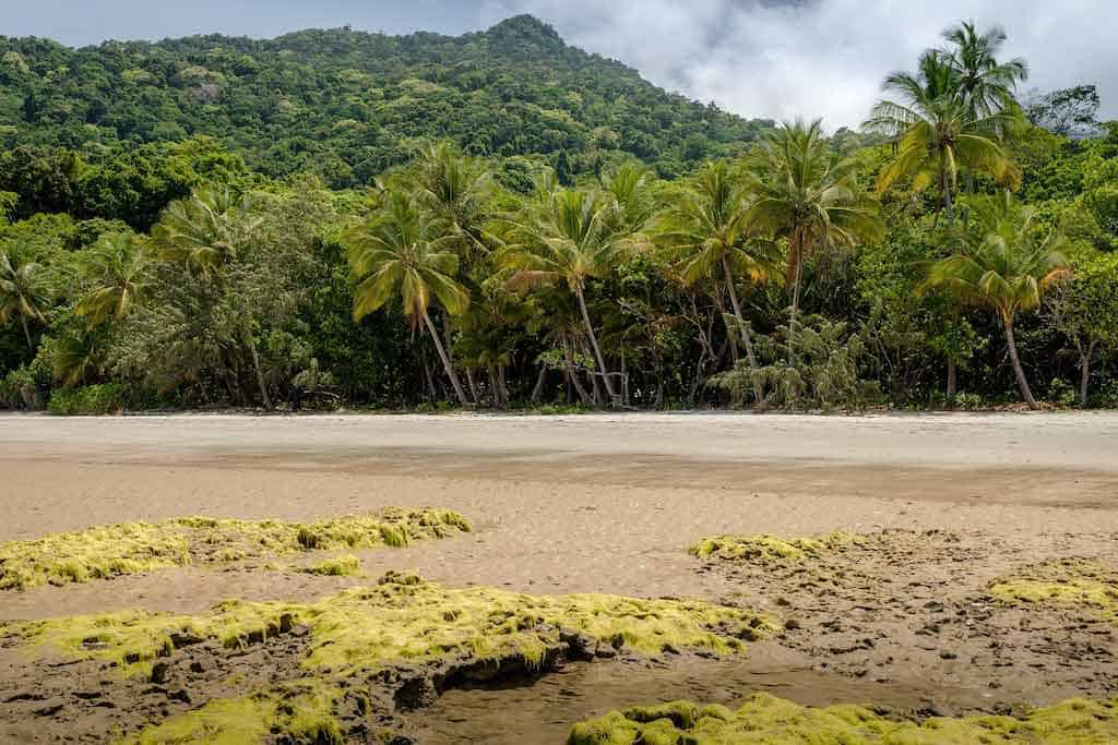 Daintree Rainforest