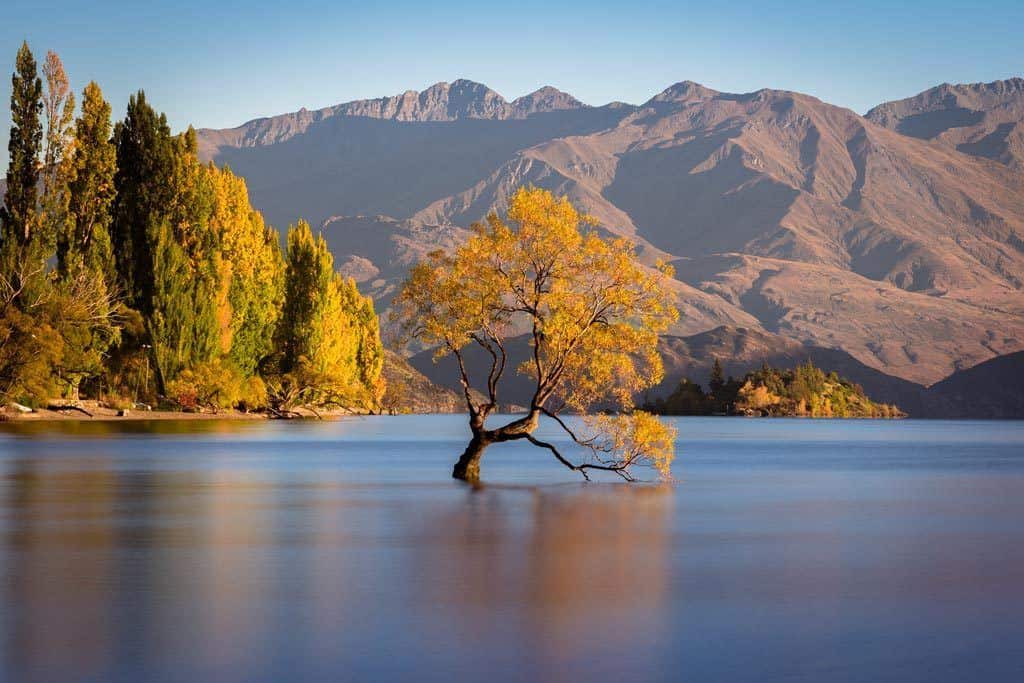 Focus Point Wanaka Tree