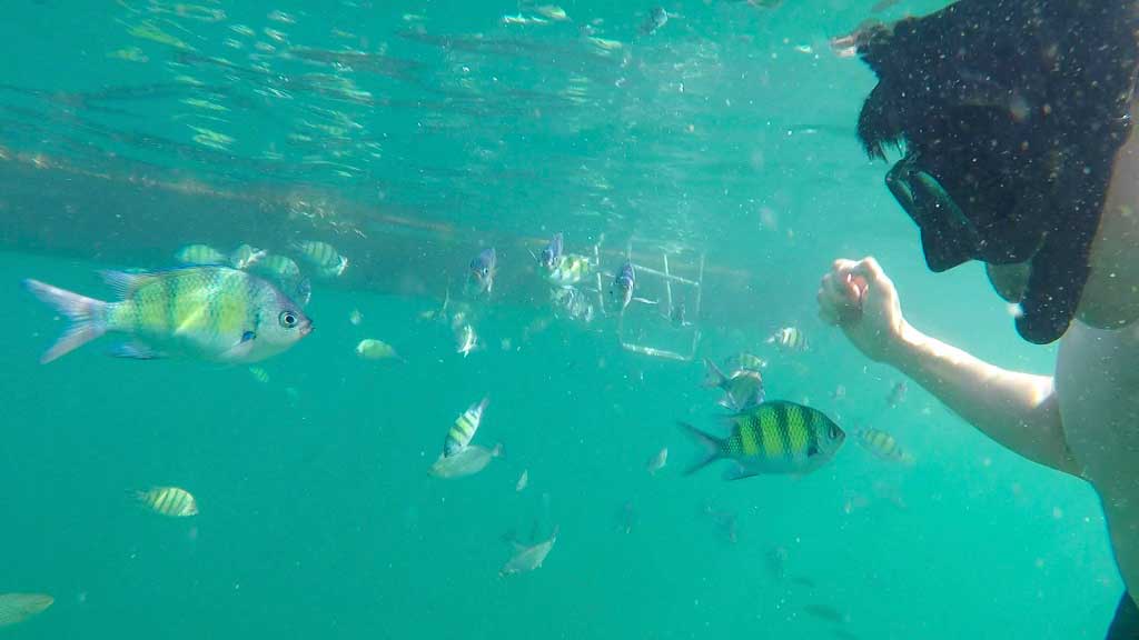 Snorkeling With The Fish In Chicken Island.