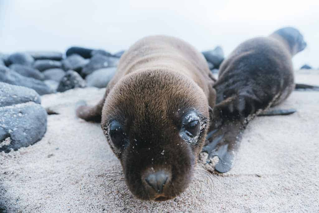 Galapagos Sea Lion