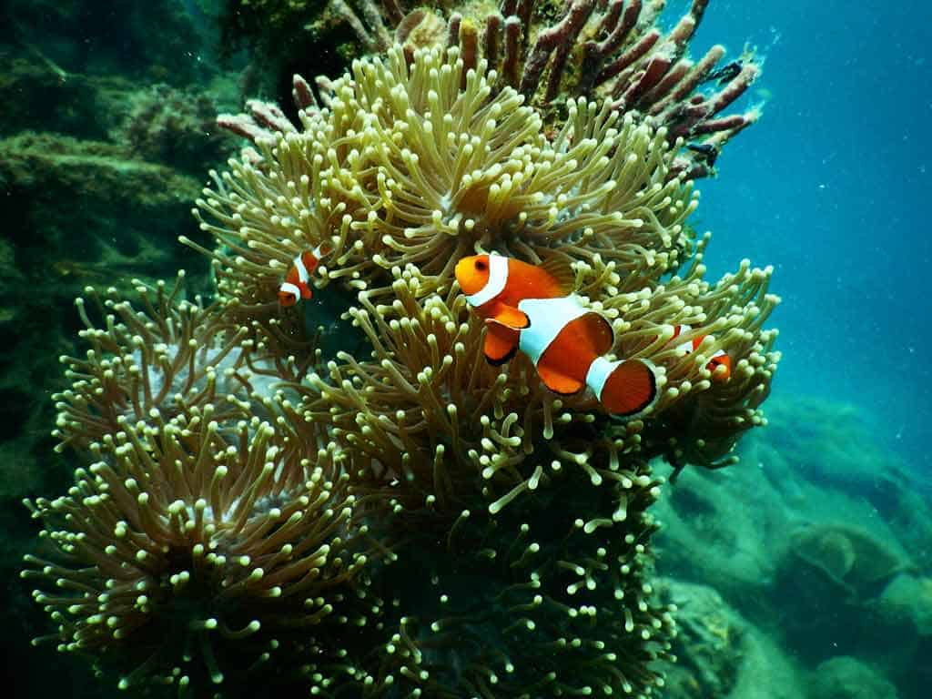 Clown Fish Great Barrier Reef