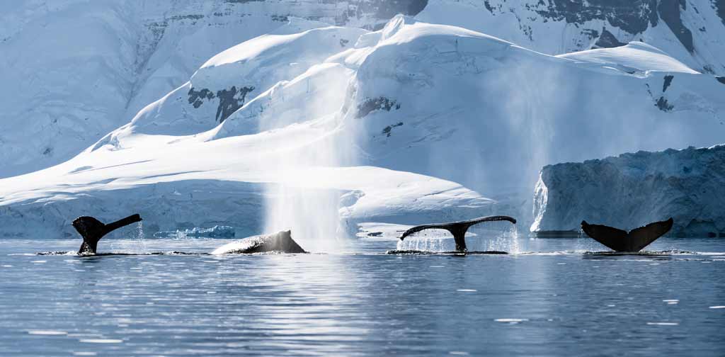 Humpback Whales Breaching