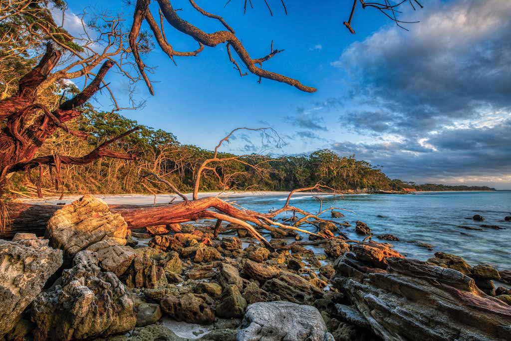 Beach Jervis Bay Trees And Water