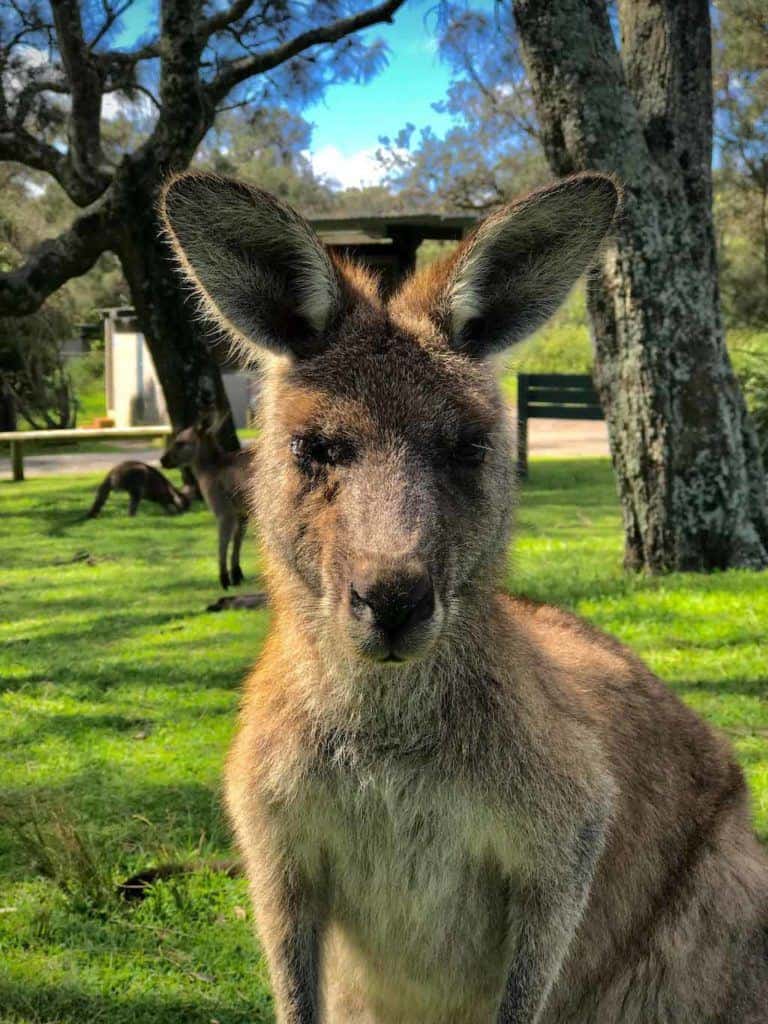 Kangaroos In Booderee National Park