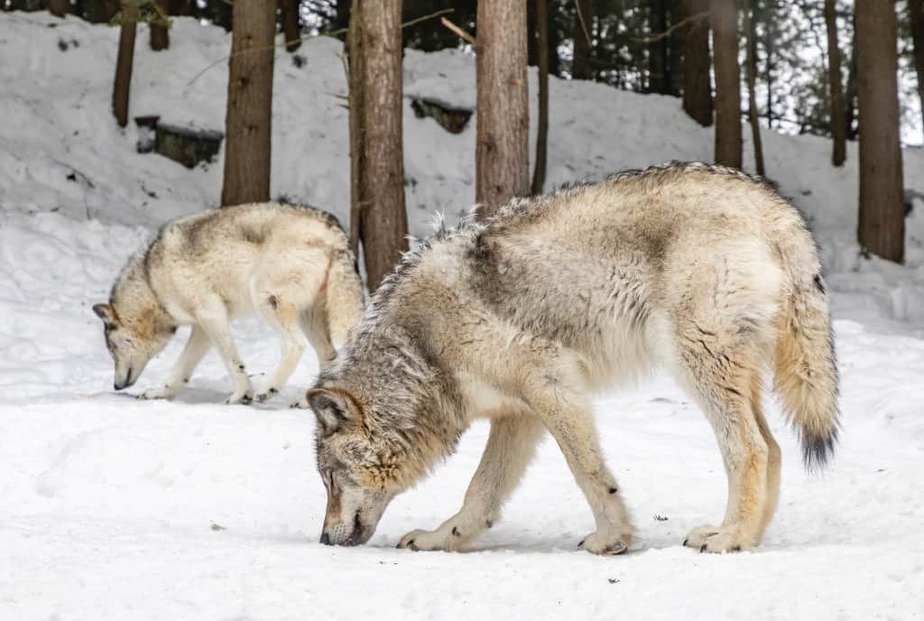 Parc Omega