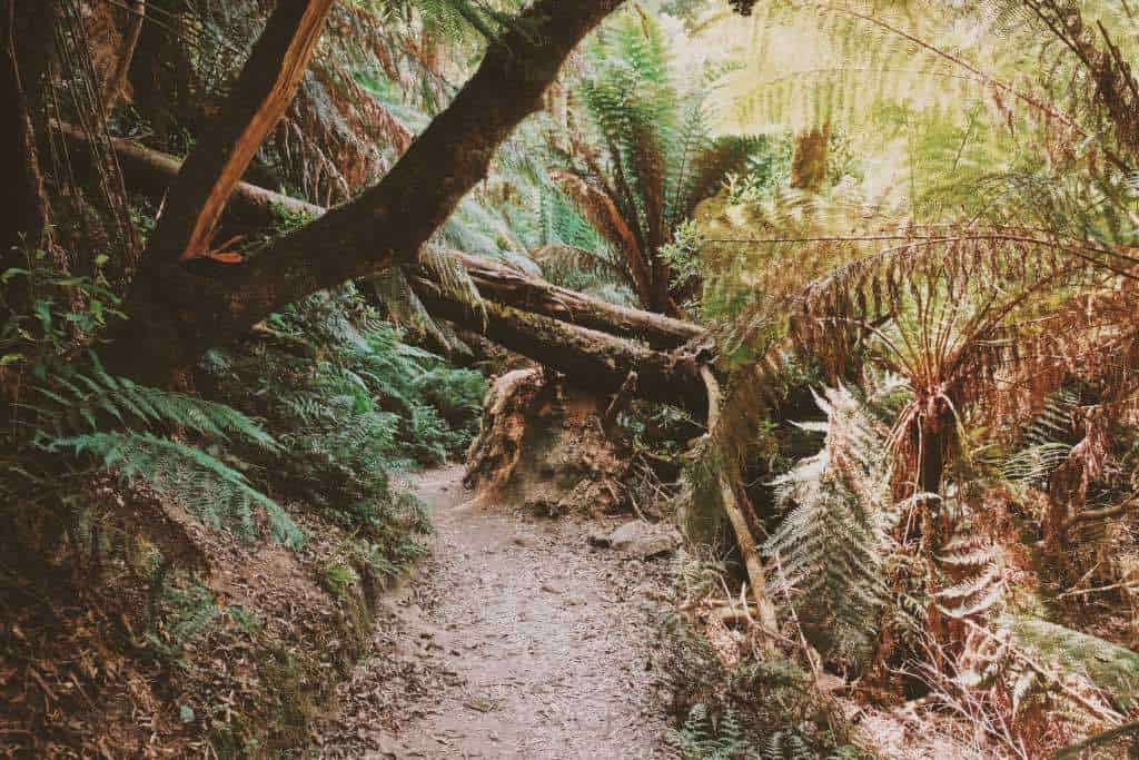 Great Otway National Park