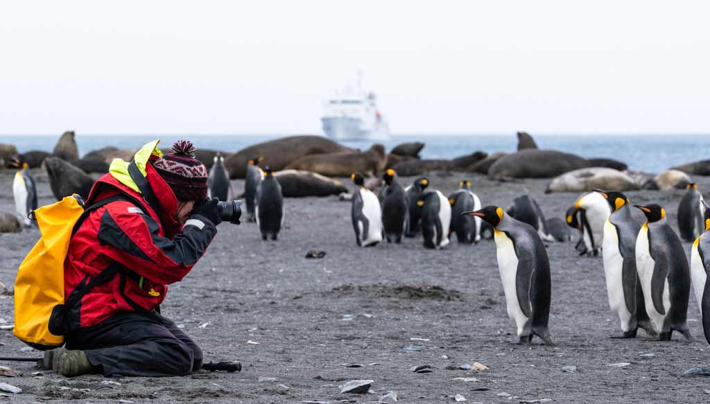 Photos Of Penguins