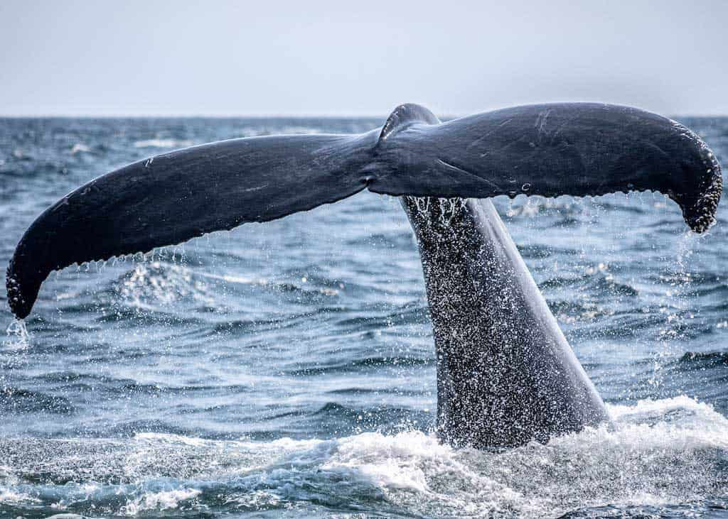 Swim With Whales In Jervis Bay