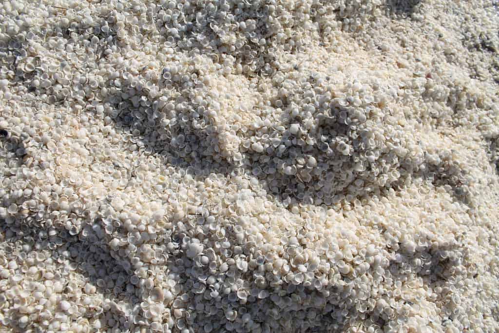 Billions Of Shells At Shell Beach In Shark Bay