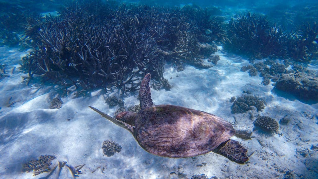 Turtles Coral Bay