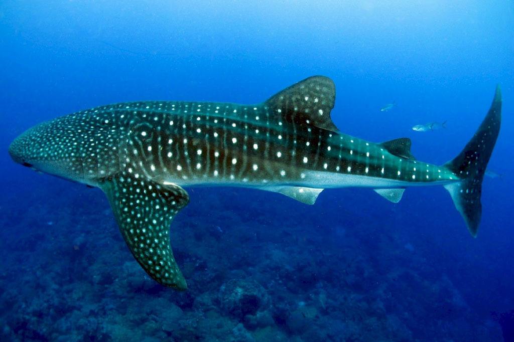 Swim With Whale Sharks In Exmouth