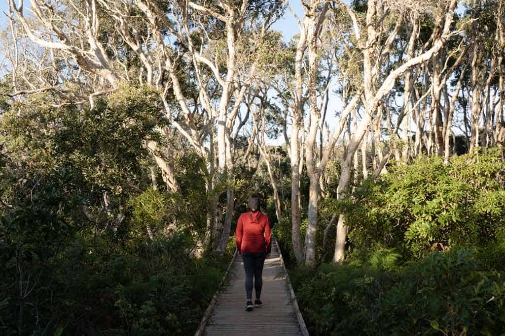 Walking In Trees