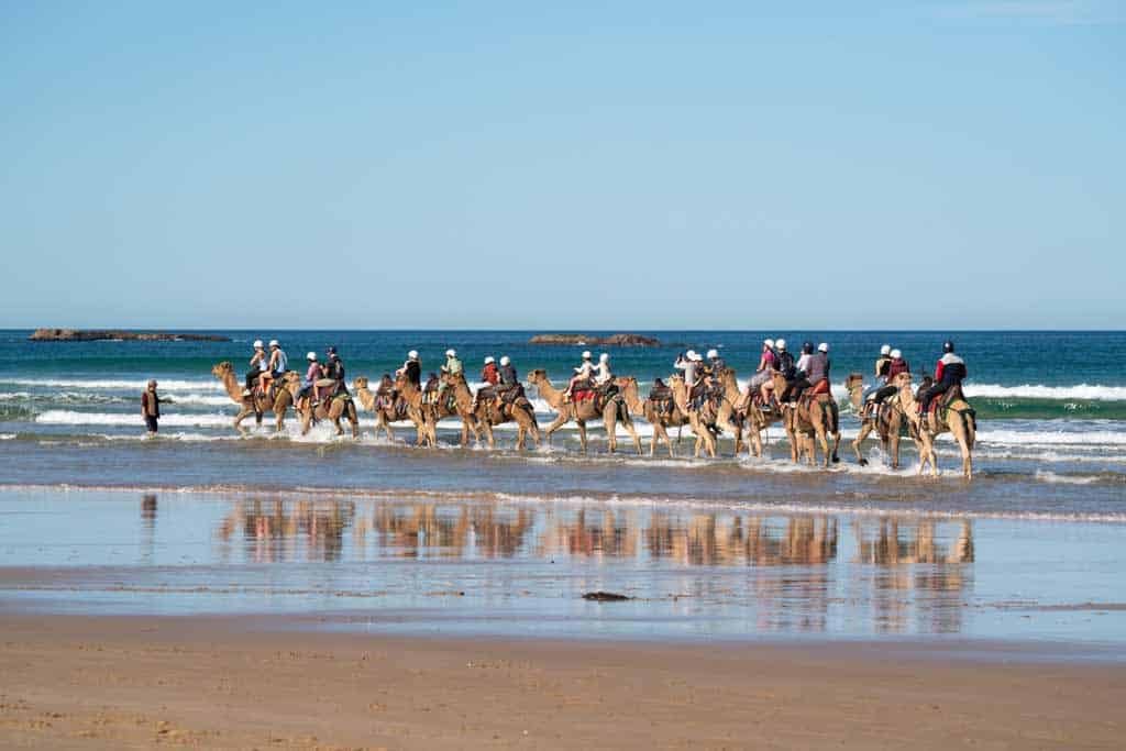 Birubi Beach Camels